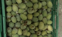 Les Jardins de Mondpa - goyave ananas "Feijoas"