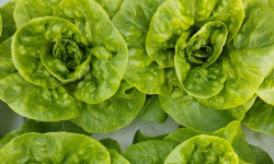 Nature et Saveurs - Ferme Aquaponique et Permacole Astérienne - Laitue Vivante Adulte de Saison - 3 pièces