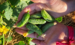 La Ferme d'Artaud - Cornichons frais - 1 kg