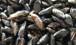 La Paysanne des Mers - Moules de Bouchot