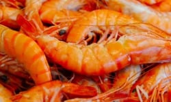 Thalassa Tradition - Gambas Bio Cuites de Madagascar - 2Kg