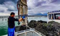 Ocean Frais - Moules de bouchot Fort Boyard - sac de 5k