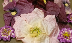 Rébecca les Jolies Fleurs - Fleurs séchées entières