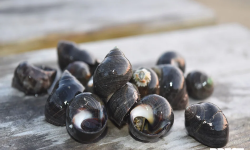 Brest Marée - Bigorneaux Cuits - 500g