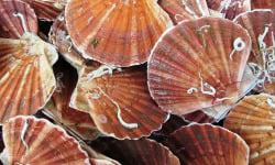 SARL O GRE DES VENTS - Coquilles Saint-Jacques vivantes coraillées Normandie 6Kg