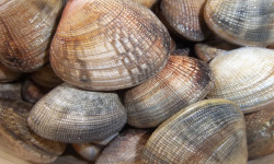 Saveurs Océanes IO - Palourdes vivantes – 500g