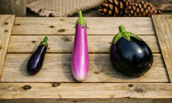 Nature et Saveurs - Ferme Aquaponique et Permacole Astérienne - Aubergines Aquaponiques Jeunes – Japonaise, Finger et/ou Ronde