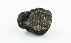 ALENA la Truffe d'Aquitaine - Truffe Noire Du Périgord Fraiche Tuber Melanosporum - 50g