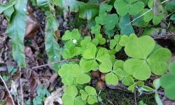 Rébecca les Jolies Fleurs - Herbes fraiches :L'Oxalis