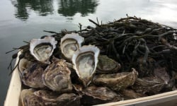 Les Huîtres Chaumard - Huîtres De Pleine Mer N°3 - 2x Bourriches De 100 Pièces