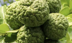 L'OLIVERAIE DU COUDON - Combava 1kg