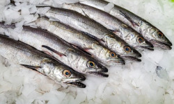 Ocean Frais - Merluchons vidés - 1kg