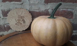 Ferme de Cernunnos - Courge Angelik