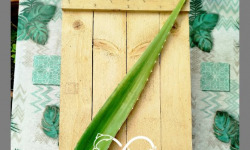 Nature et Saveurs - Ferme Aquaponique et Permacole Astérienne - Aloe vera – feuille fraîche, pulpe intacte