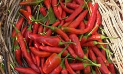La Cabane à plantes - Piment Cayenne