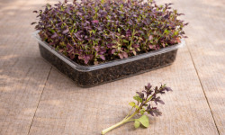 Nature et Saveurs - Ferme Aquaponique et Permacole Astérienne - Micropousses de moutarde Red Lace coupées - 20g