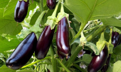 Nature et Saveurs - Ferme Aquaponique et Permacole Astérienne - Aubergine Little Finger – fine, tendre et savoureuse