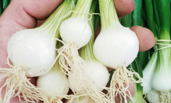Ferme Joos - Oignons blancs - botte de 5