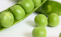 Adal Terra - Pâtes - Coquillages Bio Pois Cassés 500G