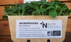 Ma Micropousse culinaire - Micro pousses de bourrache Bio 16 barquettes