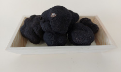 ALENA la Truffe d'Aquitaine - Truffe noire du Périgord fraîche (tuber melanosporum) - 250g