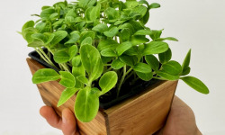Horssol - Ferme urbaine - Micro-pousse de Bourrache x4 barquettes