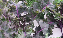 Nature et Saveurs - Ferme Aquaponique et Permacole Astérienne - Chou Kale Pourpre
