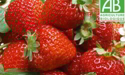 Mon Petit Producteur - Fraise Bio Cirafine [vendu Par 250g]