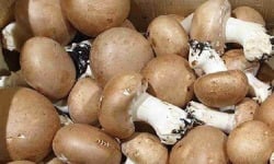 La Carrière du Bienheureux - Champignons de Paris Bio - 250g