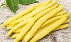 Nature et Saveurs - Ferme Aquaponique et Permacole Astérienne - Haricot plat mangetout beurre — jeunes gousses < 1,5 cm
