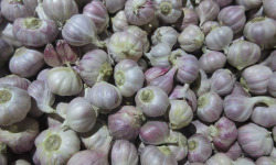 La Ferme De Jérôme - Ail Rose - Ail Rose Petit Calibre  - 1kg