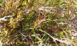 Nature et Saveurs - Ferme Aquaponique et Permacole Astérienne - Moutarde rouge Metisse – puissance douce et feuillage pourpre