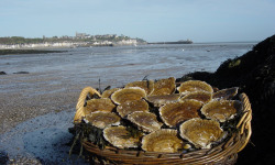 Saint Kerber - Cancale - Huîtres "Belon"- La Pieds de Cheval - 6 pièces