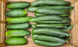 La Ferme de Goas Per - Concombre Bio - 1 Pièce