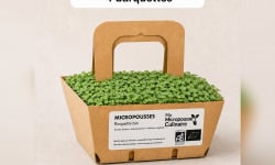 Ma Micropousse culinaire - Micro-pousses bio de roquette - 4 barquettes