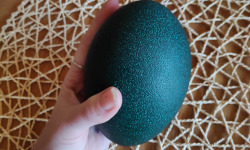 La Ferme Enchantée - Oeuf d'Emeu