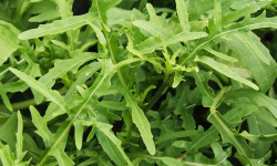 Mon Petit Producteur - Roquette Fraiche en botte [200g] Bio