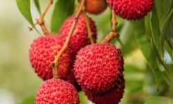 L’Oliveraie du Coudon - LITCHI BRANCHE  1KG