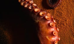 Thierry Salas, fumage artisanal - Tentacule de poulpe fumé - entier