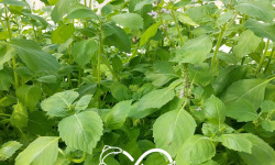 Nature et Saveurs - Ferme Aquaponique et Permacole Astérienne - Basilic Sacré ou Tulsi (Bouquet Frais)