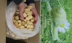 Limero l'Escargot Mayennais - 1200 Crouski's