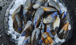 Famille Guezel - Moules de Bouchot de Pénestin 1kg
