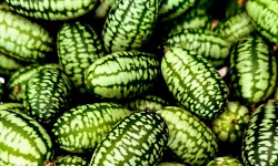 Nature et Saveurs - Ferme Aquaponique et Permacole Astérienne - Cucamelon