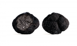 Domaine de Vielcroze - [Précommande] Truffe Noires Fraiches Entières Du Périgord Tuber Mélanosporum - 1ère Catégorie