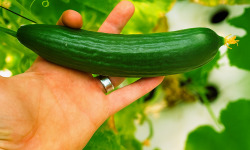Nature et Saveurs - Ferme Aquaponique et Permacole Astérienne - Concombre Jounia – Fraîcheur croquante à cœur d’été