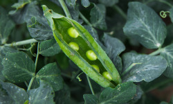 Maison Argentain - Petits Pois - 900g