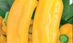 La Ferme de Goas Per - Poivron jaune bio - 1 pièce