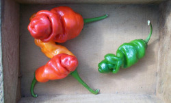 HERBA HUMANA - Piment frais Pénis - 300g