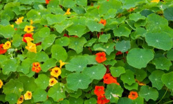 La Cabane à plantes - Capucine feuilles (20 feuilles)