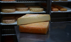 Alléosse Maitre Artisan Affineur Fromager - Taleggio de Montagne - DOP